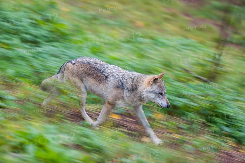 One eurasian gray wolf (Canis lupus lupus) running over a green meadow in an open forest. Motion blur, panning technique