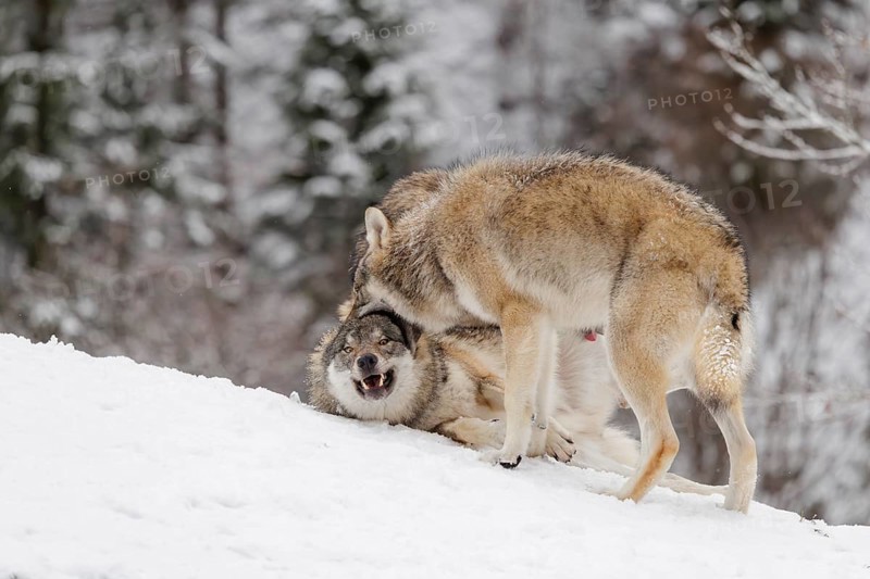 Two young grey wolves (Canis lupus lupus) play with its father on the sloping, snow-covered meadow on a cold, cloudy day