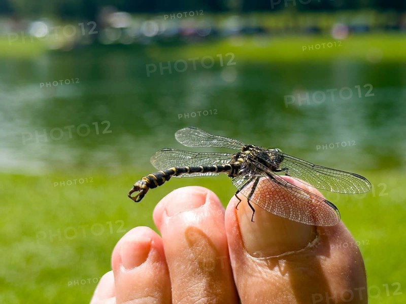 Onychogomphus forcipatus (Onychogomphus forcipatus) sitting on foot toe, Lake Neubeur, Bavaria, Germany, Europe