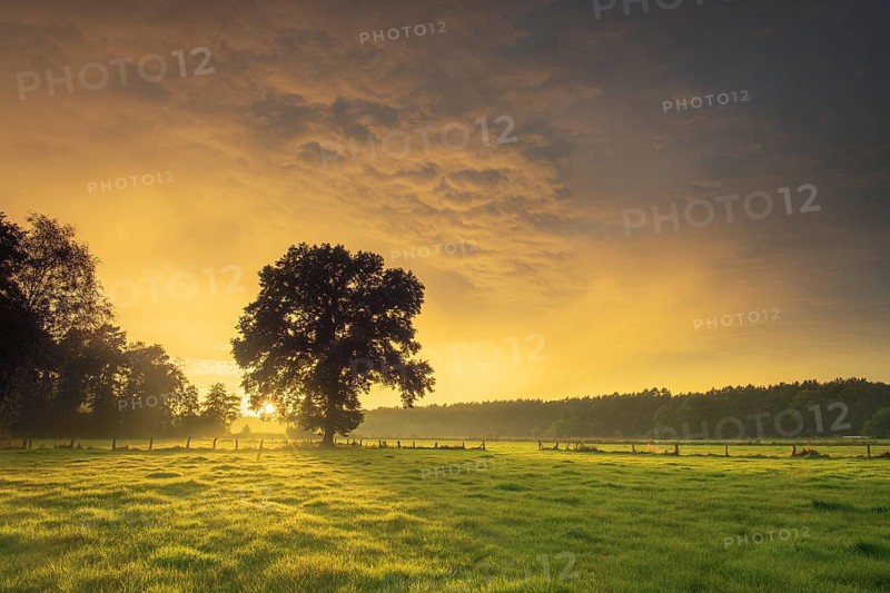 View over green meadows to a tree at the edge of a forest with an intense sunset, Neustadt am Rübenberge, Hanover Region, Lower Saxony, Germany, Europe