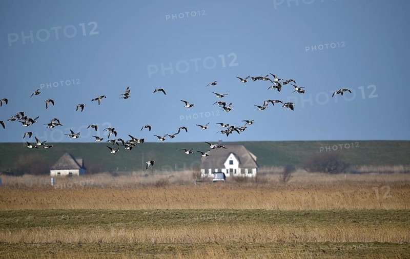 White-fronted Geese, Barnacle Geese, (Branta leucopsis) flying near Westerhever, Schleswig-Holstein, Germany, Europe
