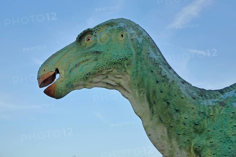 Head of the green Iguanodon dinosaur, realistic model, life-size replica, realistic, animal figure, portrait, natural history museum, Ottoneum, Kassel, Hesse, Germany, Europe