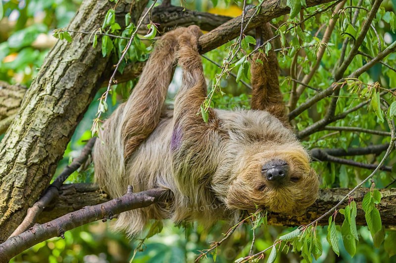 A Linnaeus's two-toed sloth (Choloepus didactylus) hangs down from a branch of a tree