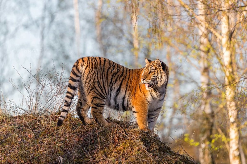One young female Siberian Tiger, Panthera tigris altaica, posing on top of a small hill in a birch tree forest. Early morning light