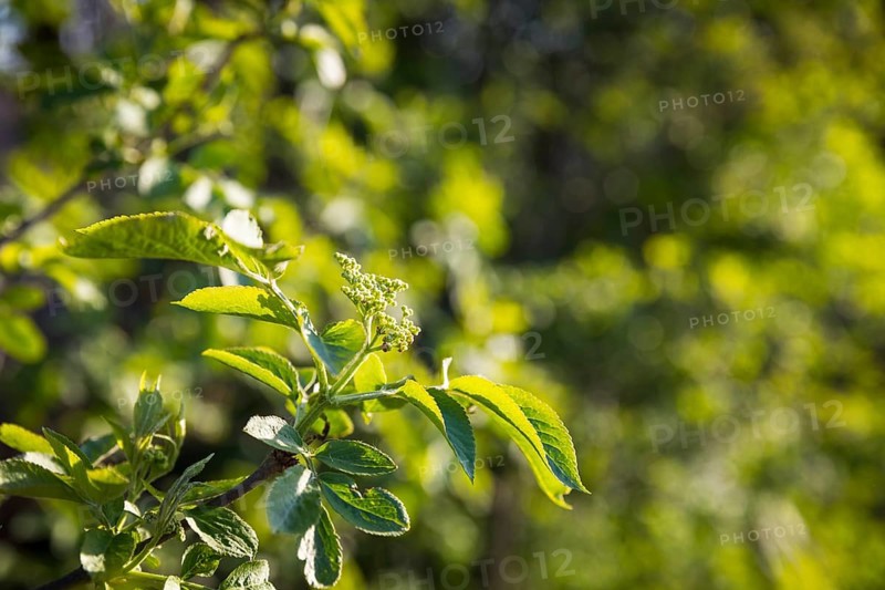 Foliage and flower base of elderberry (sambucus nigra), Saxony, Germany, Europe