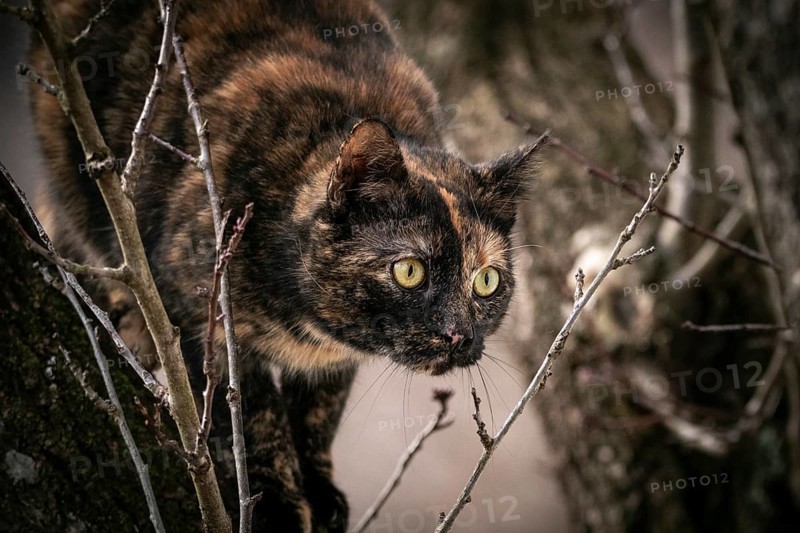 Tortoiseshell cat (Felis Catus) with alert gaze in a tree, Ternitz, Lower Austria, Austria, Europe