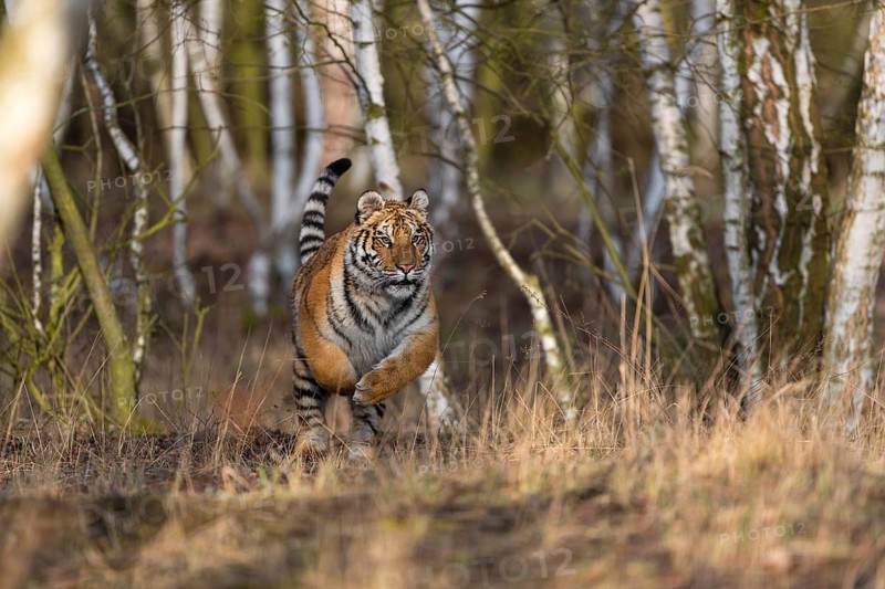One young female Siberian Tiger, Panthera tigris altaica, running thru a birch tree forest. Early morning light