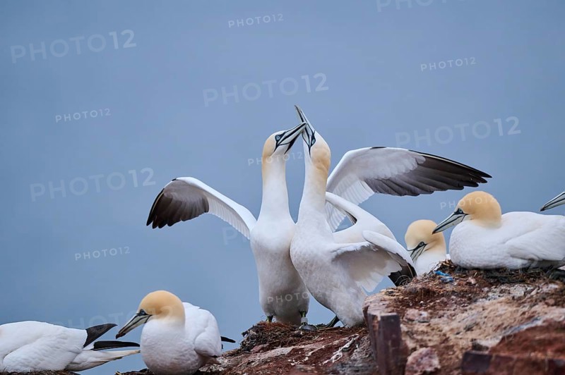 Northern gannet (Morus bassanus) couple greeting each other with their beaks, wildlife, Helgoland, Germany, Europe