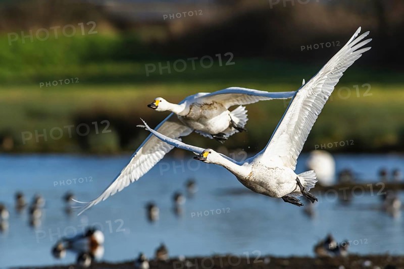 Tundra Swan, Bewick's Swan, Cygnus columbianus in flight at winter in Slimbridge, England, United Kingdom, Europe