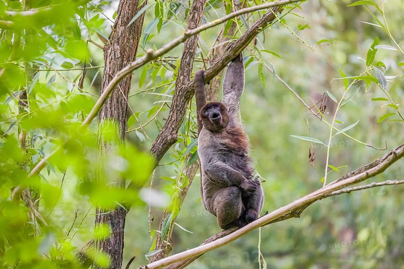 A common woolly monkey, brown woolly monkey, or Humboldt's woolly monkey (Lagothrix lagothricha) sits in a tree and eats