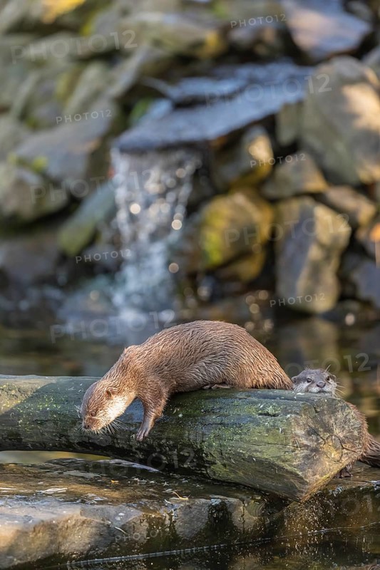 One oriental small-clawed otter or Asian small-clawed otter (Aonyx cinerea), in a creek in front of a small cascade. Small rocks around
