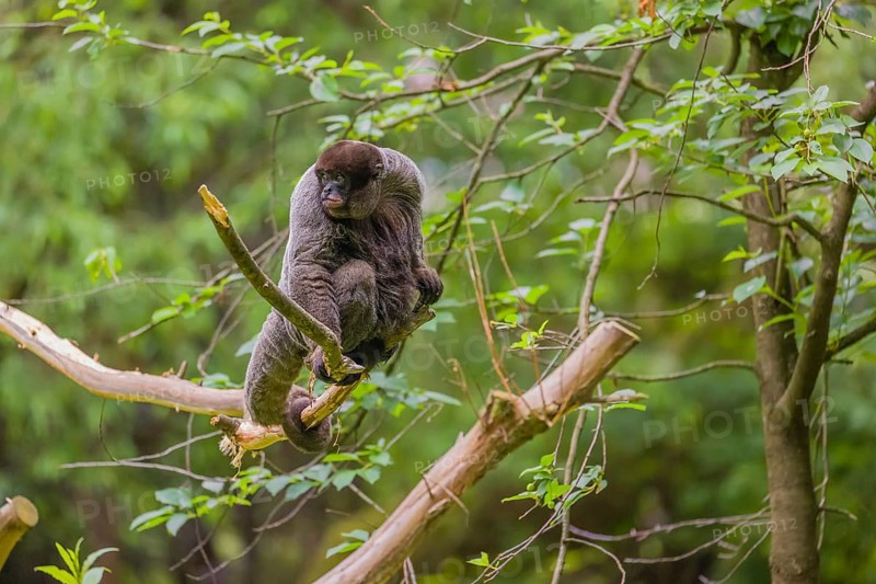 A common woolly monkey, brown woolly monkey, or Humboldt's woolly monkey (Lagothrix lagothricha) sits in a tree