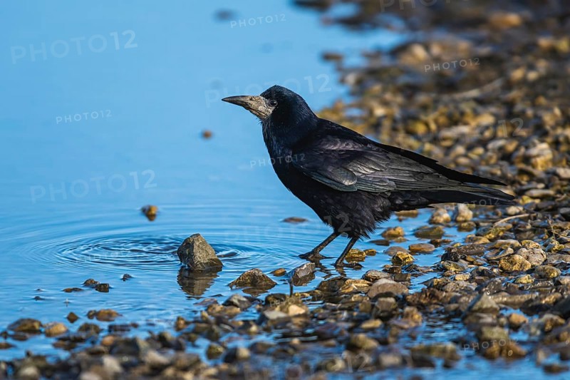 Rook, Corvus frugilegus on winter marshes, England, United Kingdom, Europe