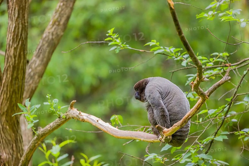A common woolly monkey, brown woolly monkey, or Humboldt's woolly monkey (Lagothrix lagothricha) climbs in a tree