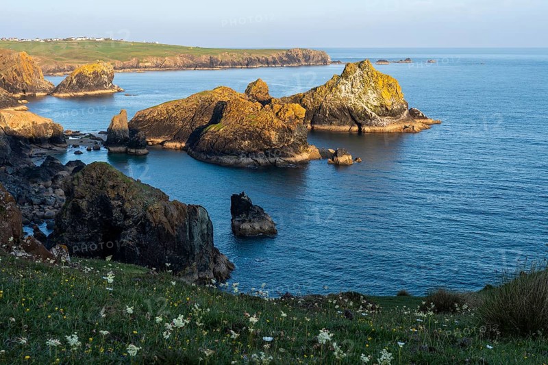Coastal landscape in Kynance Cove. White blooming wildflowers in front. Evening, golden hour. Kynance Cove, Lizard Peninsula, Cornwall, England, Great Britain