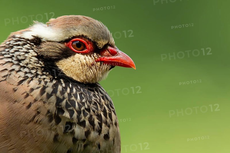 Red legged or French partridge (Alectoris rufa) adult bird head portrait, England, United Kingdom, Europe