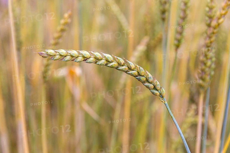 Heirloom wheat (Triticum aestivum ssp.), spike, Burggarten Cadolzburg, Bavaria, Germany, Europe