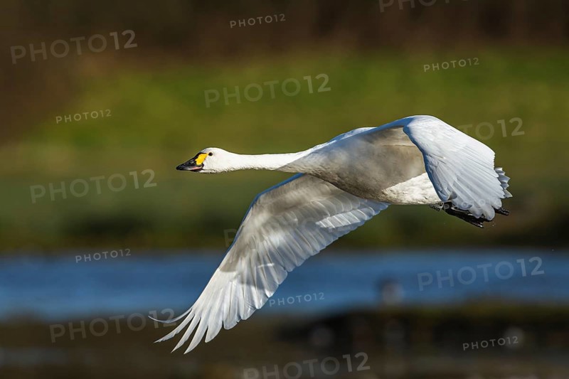 Tundra Swan, Bewick's Swan, Cygnus columbianus in flight at winter in Slimbridge, England, United Kingdom, Europe