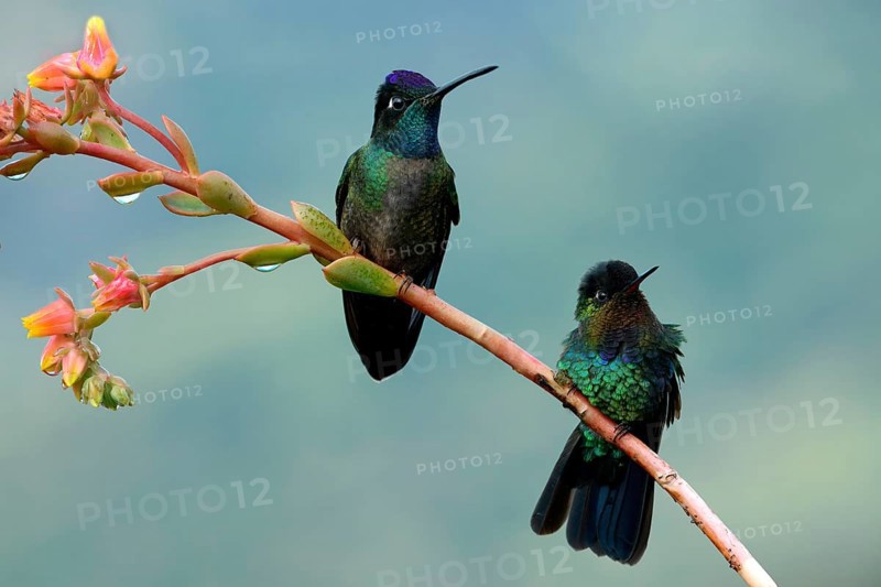 Two Fiery-throated Hummingbirds (Panterpe insignis) on a branch, Costa Rica, Central America