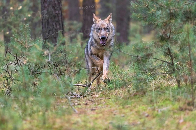 One young male eurasian gray wolf (Canis lupus lupus) running thru a forest with rocks and heather. Green vegetation in the background