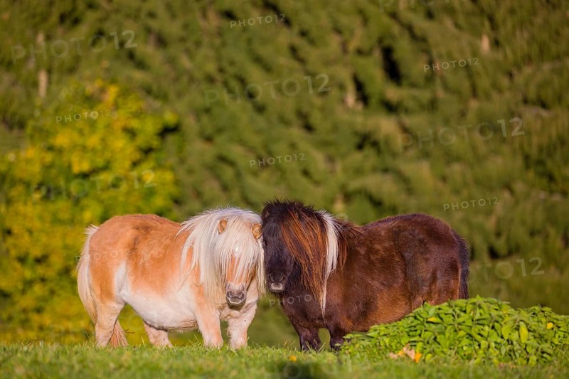 Falabella mare and stallion groom each other. The Falabella (Equus ferus caballus) is the smallest horse at all