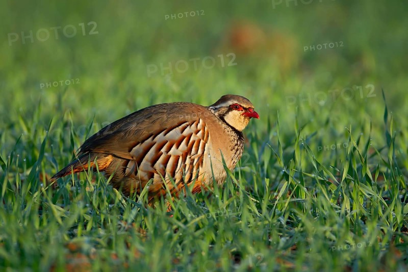 Red legged or French partridge (Alectoris rufa) adult bird in a farmland cereal field, England, United Kingdom, Europe