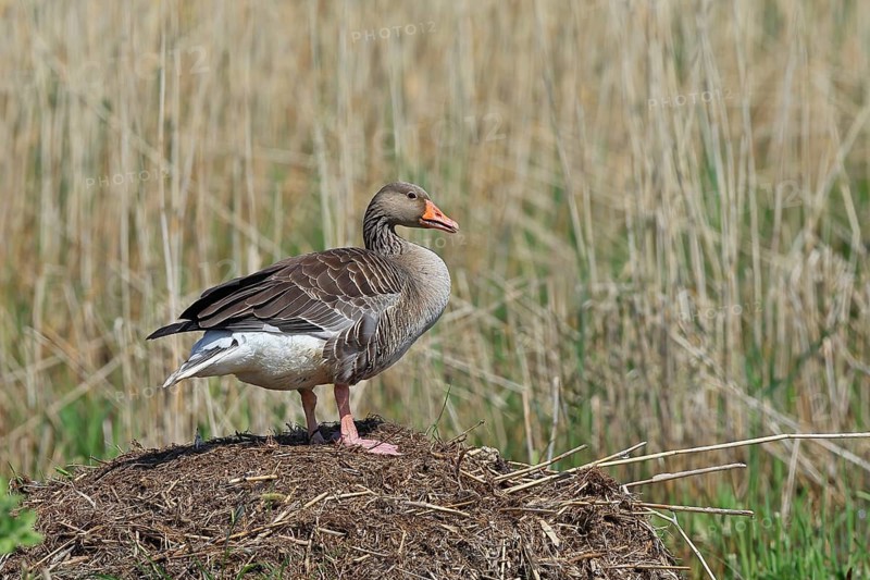 Greylag goose (Anser anser) building a nest, Dümmer, Lake Dümmer, Ochsenmoor, Hüde, Lower Saxony, Germany, Europe