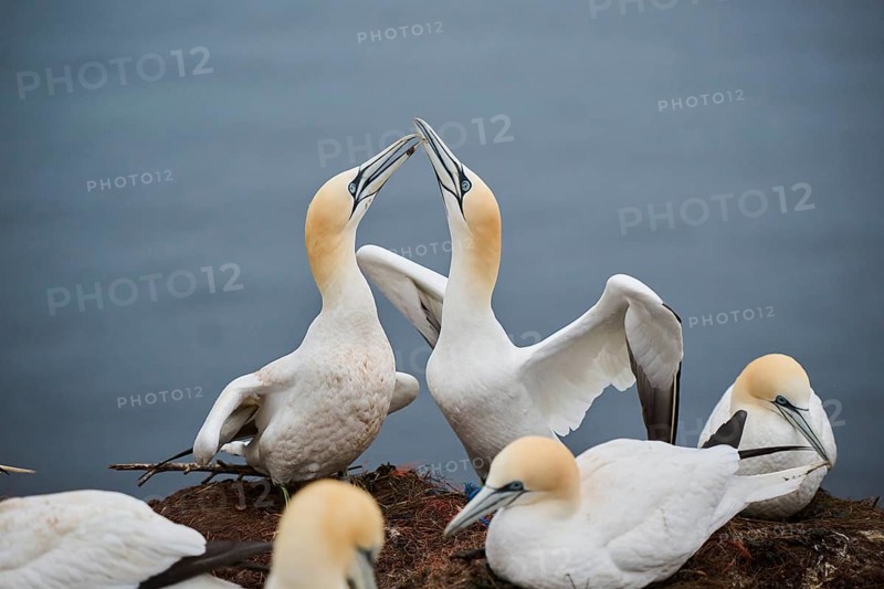 Northern gannet (Morus bassanus) couple greeting each other with their beaks, wildlife, Helgoland, Germany, Europe