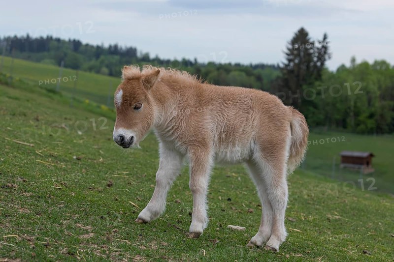 Falabella foal, The Falabella (Equus ferus caballus) is the smallest horse at all