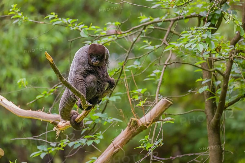 A common woolly monkey, brown woolly monkey, or Humboldt's woolly monkey (Lagothrix lagothricha) sits in a tree