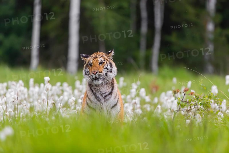 One young female Siberian Tiger, Panthera tigris altaica, sitting in tall cottongrass. Early morning light