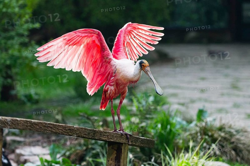 Roseate Spoonbill (Platalea ajaja), adult bird perched on a fence, flapping its wings, native to Gulf Coast of the USA, central and southern America, captive, Germany, Europe