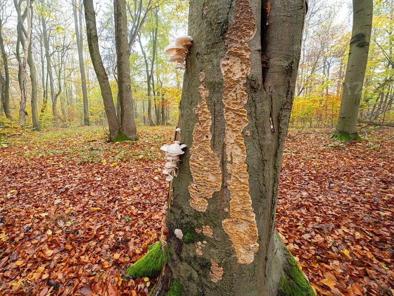 Ringed beech slime beetle (Oudemansiella mucida), fruiting body and the Silvery Porecrust, beech slime beetle (Inonotus nodulosus), fruiting body, on the trunk of a copper beech (Fagus sylvatica), Hainich National Park, Thuringia, Germany, Europe