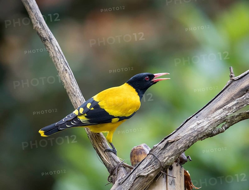 Black-headed oriole (Eurasian Golden Oriole xanthornus), Kaeng Krachan National Park, Thailand, Asia