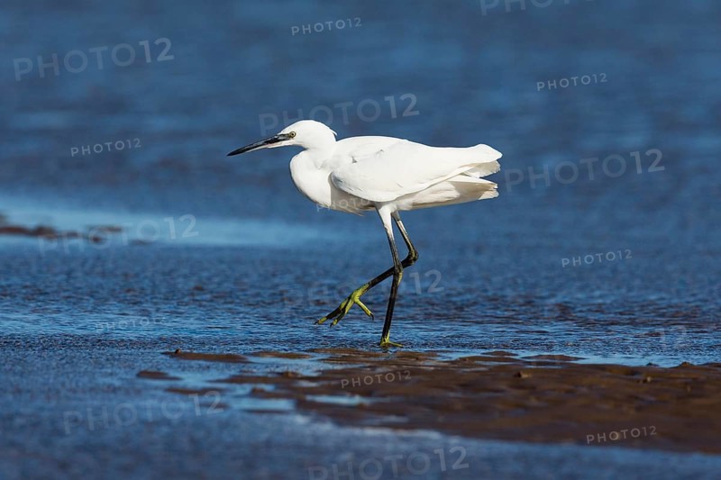 Little Egret (Egretta garzetta), adult bird walking across mudflats at low tide, North Sea, Holy Island, Northumberland, England, United Kingdom, Europe