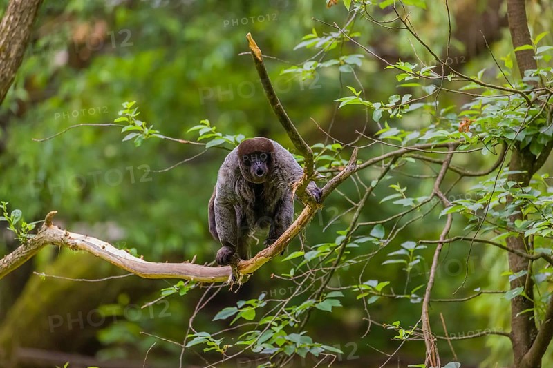A common woolly monkey, brown woolly monkey, or Humboldt's woolly monkey (Lagothrix lagothricha) sits in a tree
