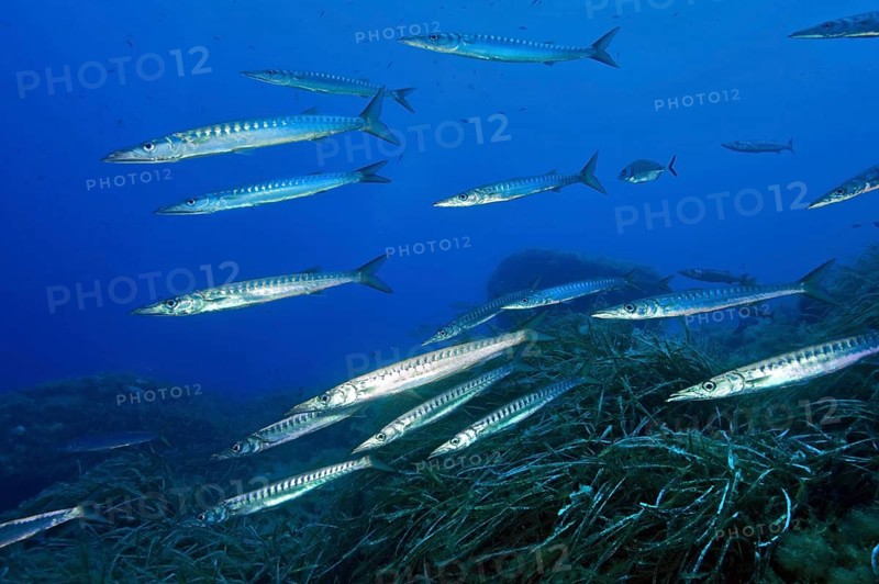 School School of fish Group of European barracuda (Sphyraena sphyraena) swimming over Neptune grass (Posidonia oceanica) seagrass-covered seabed, Mediterranean Sea, Majorca, Spain, Europe
