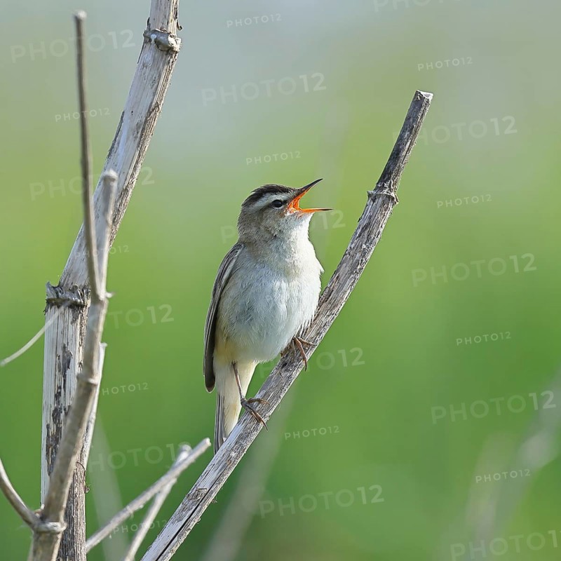 Reed Warbler (Acrocephalus schoenobaenus) singing in a shrub, Wildlife, Lembruch, Ochsen Moor, Dümmer nature park Park, Lower Saxony, Germany, Europe