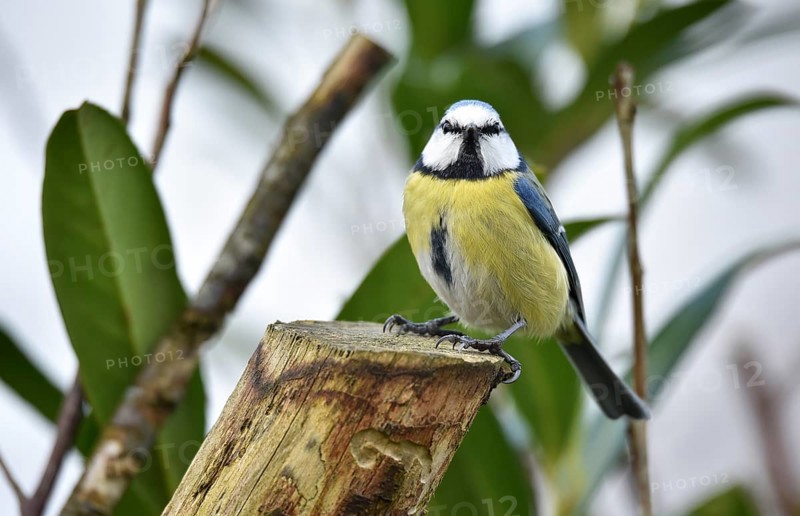 Blue tit (Cyanistes caeruleus) on a branch in cherry laurel, (Prunus laurocerasus) Schleswig-Holstein, Germany, Europe