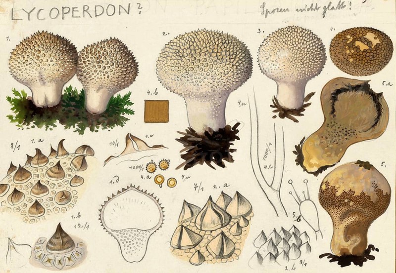 Mushroom, fungi, Lycoperdon, Stäubling, authentic reproduction of an illustration by Hans Walty (1868-1948) from about 1915, historical