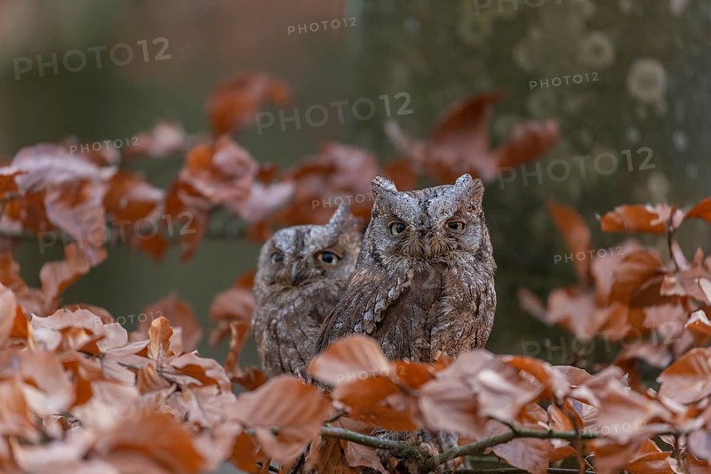Two Eurasian scops owls (Otus scops)sitting on a twig of a beech tree, embedded in brown leafs
