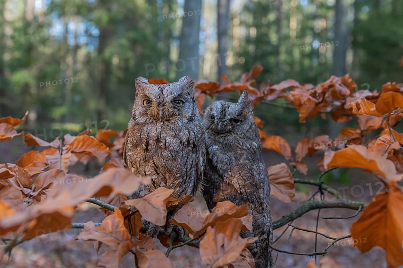 Two Eurasian scops owls (Otus scops)sitting on a twig of a beech tree, embedded in brown leafs
