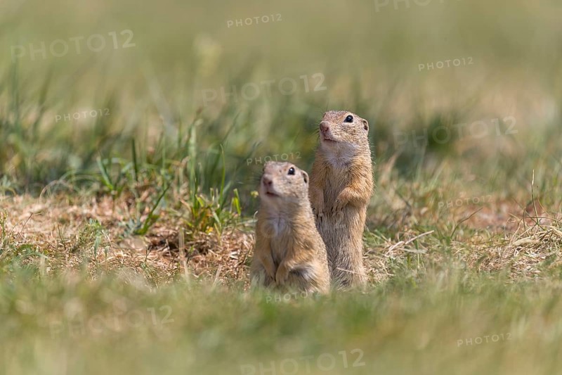 Two European ground squirrels (Spermophilus citellus) or European souslik standing erected in front of their den looking for enemies