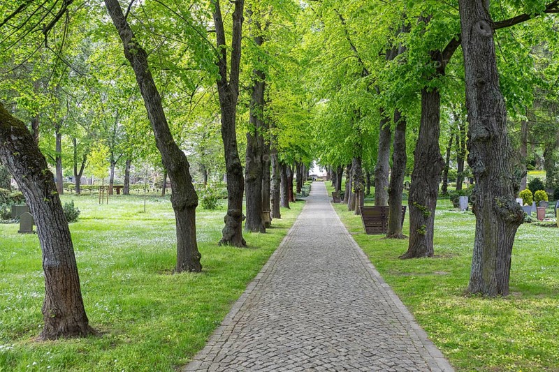 Linden avenue (Tilia) at the Trinitatisfriedhof in Riesa, Saxony, Germany, Europe