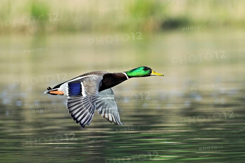 Mallard (Anas platyrhynchos), drake in flight, Switzerland, Europe