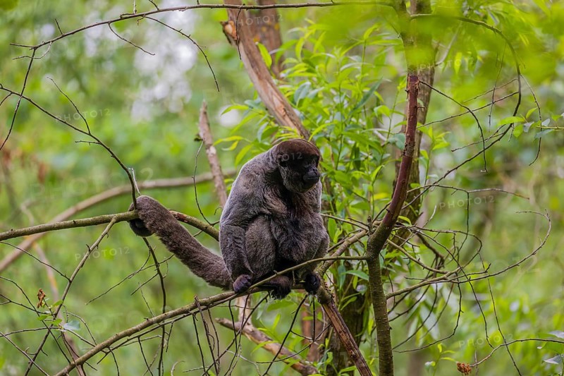 A common woolly monkey, brown woolly monkey, or Humboldt's woolly monkey (Lagothrix lagothricha) climbs in a tree