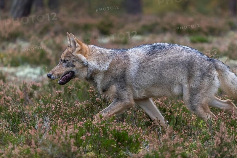 One young male eurasian gray wolf (Canis lupus lupus) running thru a forest with rocks and heather. Green vegetation in the background