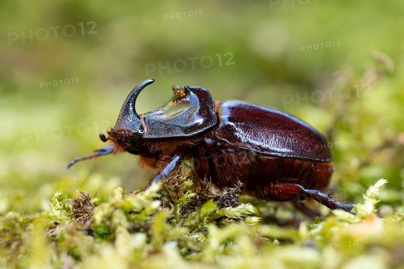 Rhinoceros beetle (Oryctes nasicornis), male, Oberhausen, Ruhr area, North Rhine-Westphalia, Germany, Europe
