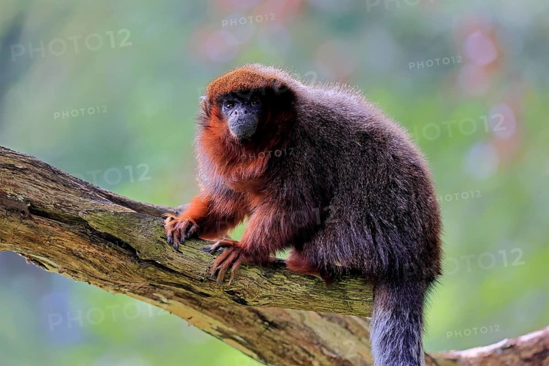 Coppery titi (Plecturocebus cupreus, Syn.: Callicebus cupreus), adult, alert, tree trunk, South America