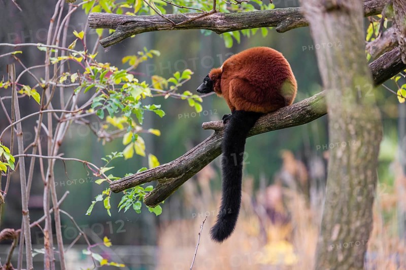 A Red-ruffed lemur, Varecia rubra, sits on the branch of a tree